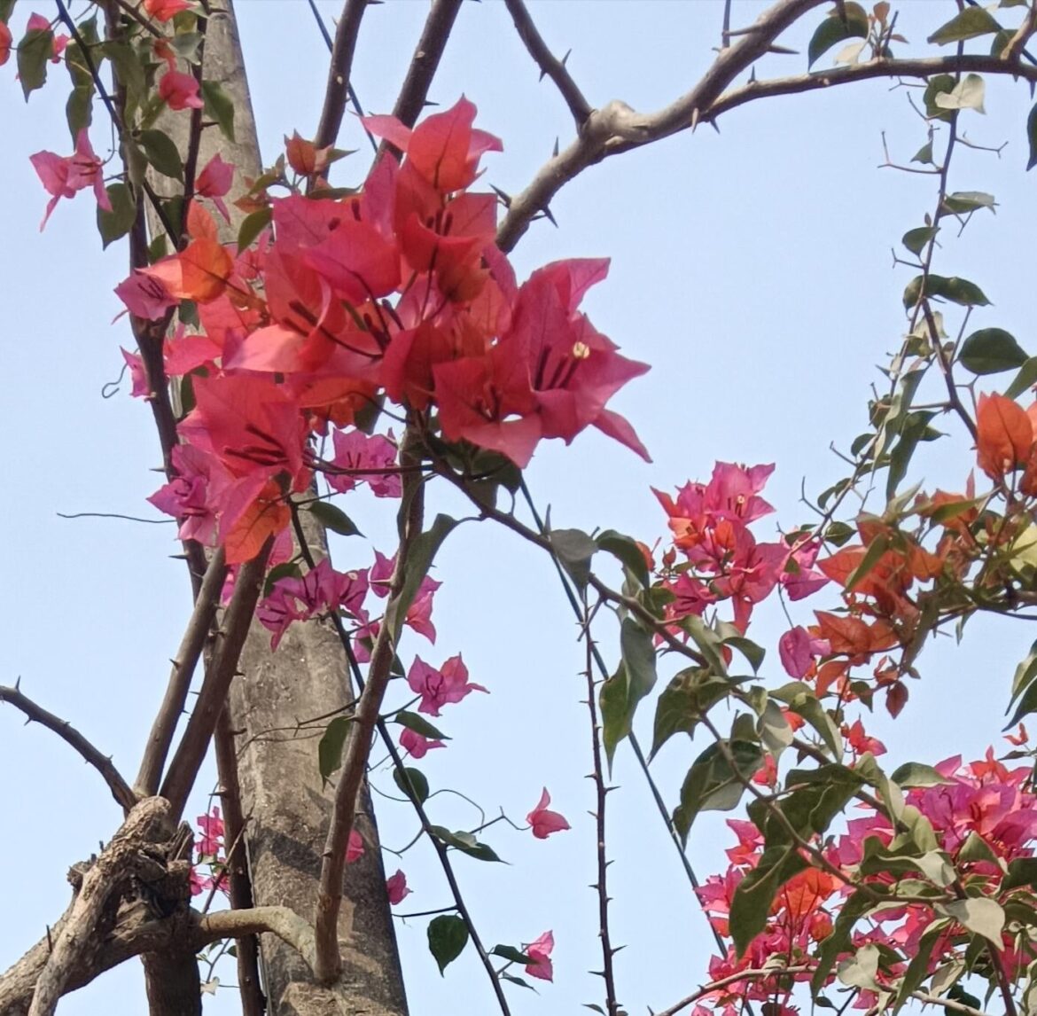 Does anyone know the name of this flower?🥺