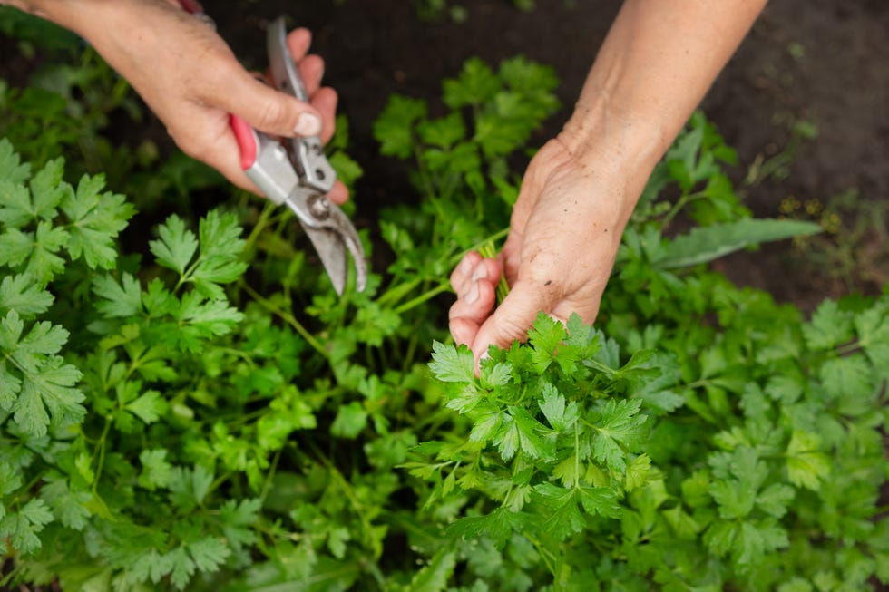 Close-up of womans hands with pruner cutting crop of fresh parsley Close-up of womans hands with pruner cutting crop of fresh parsley