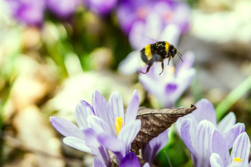 purple crocuses and their friends