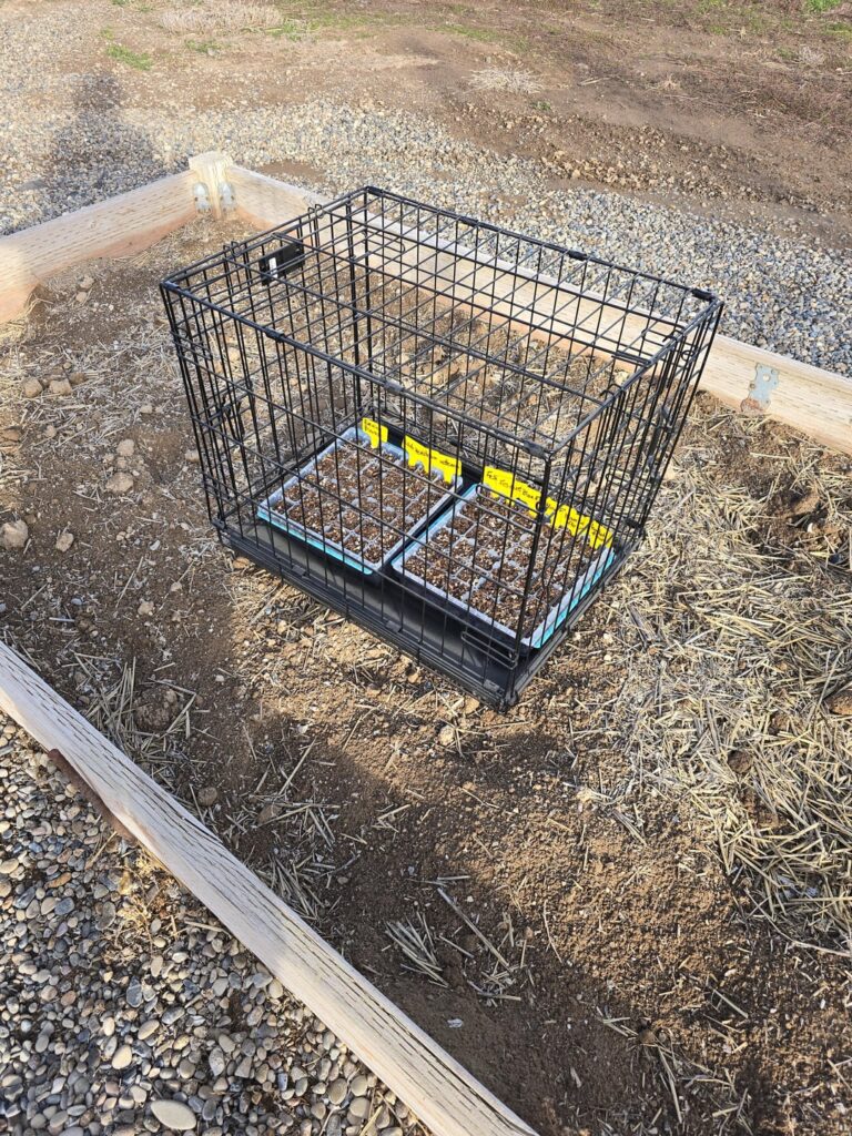 Chicken proofing seeds