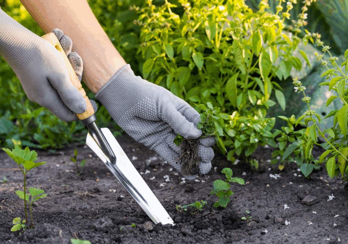 What to Plant and Which Tasks to Do in January What to Plant and Which Tasks to Do in January