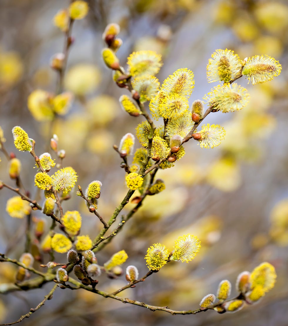 flowering branches with yellow catkins