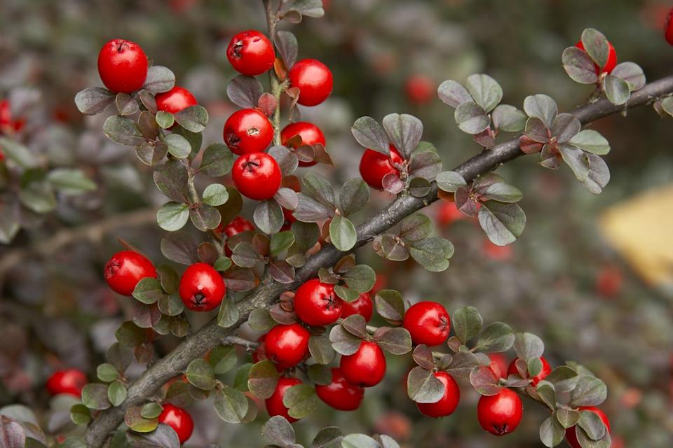 Andreas Trauttmansdorff