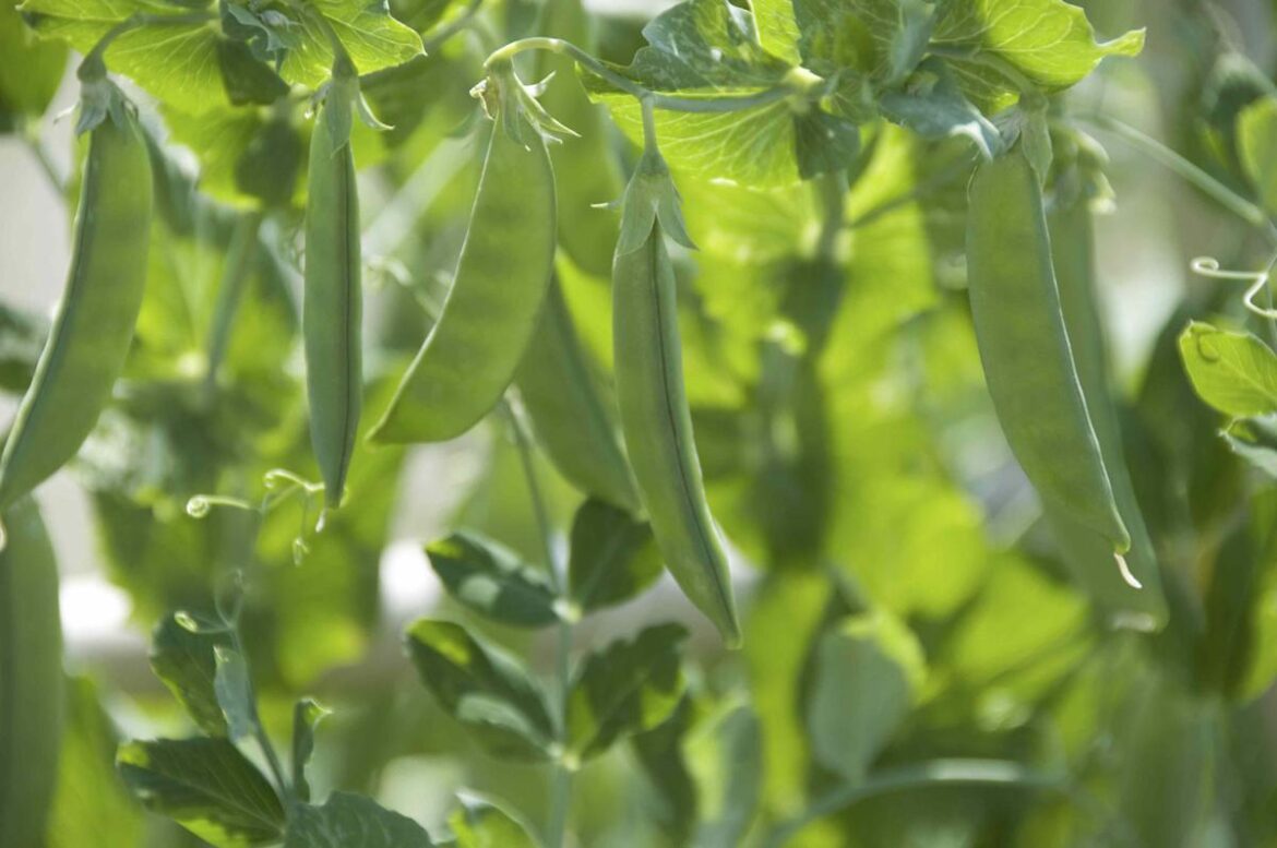How to Grow Peas Indoors for a Thriving Harvest All Year Long