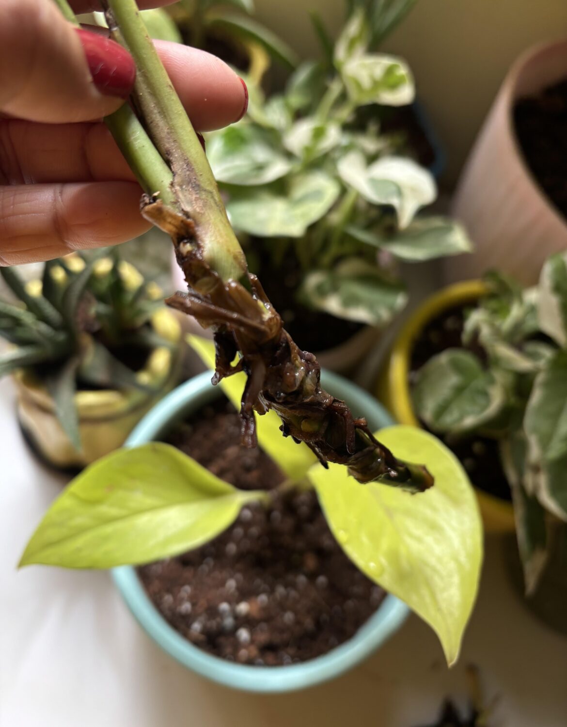 Help needed with rooting of syngonium pink 🥺