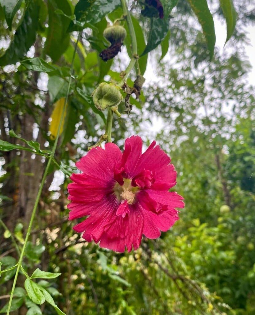Hollyhock: The Timeless Guardian of Garden Walls