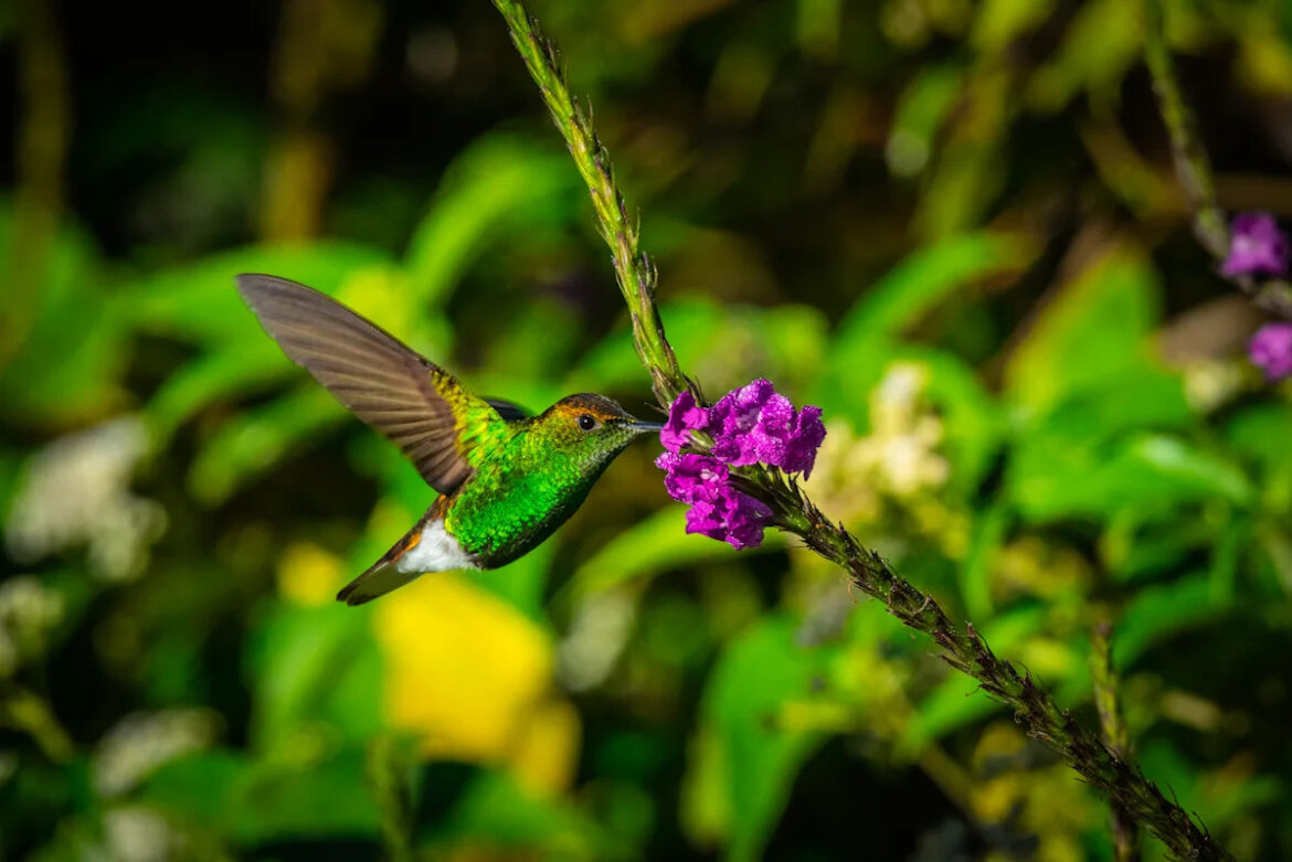 14 Purple Flowers That Draw Hummingbirds to Your Garden Yahoo creators home