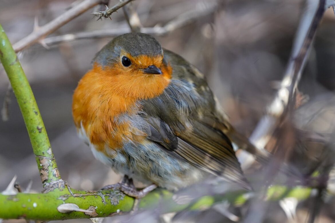 Six ways to help your garden wildlife thrive in the cooler winter months Six ways to help your garden wildlife thrive in the cooler winter months