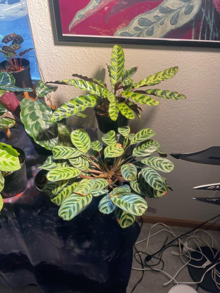 Flowering?!