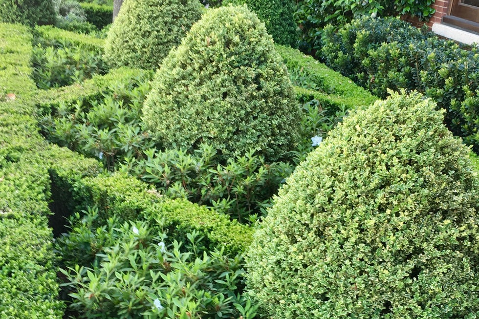 Formal Boxwood Garden how to care for boxwood