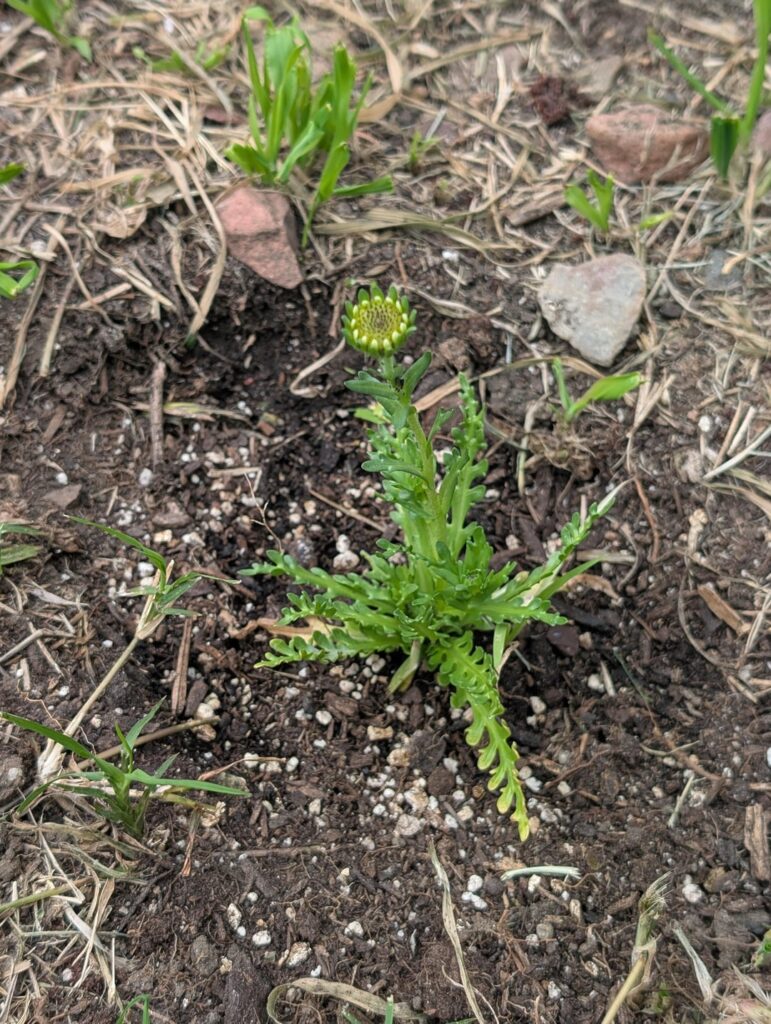 Very small annual flowers started producing flowers too soon – should I cut them off? Very small annual flowers started producing flowers too soon - should I cut them off?