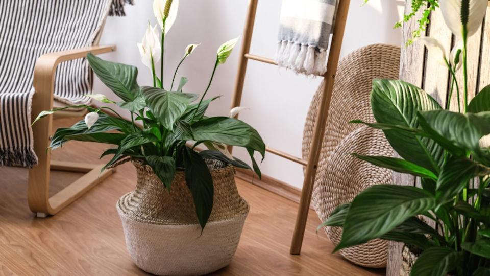 Beautiful potted plants in stylish room interior. Design elements