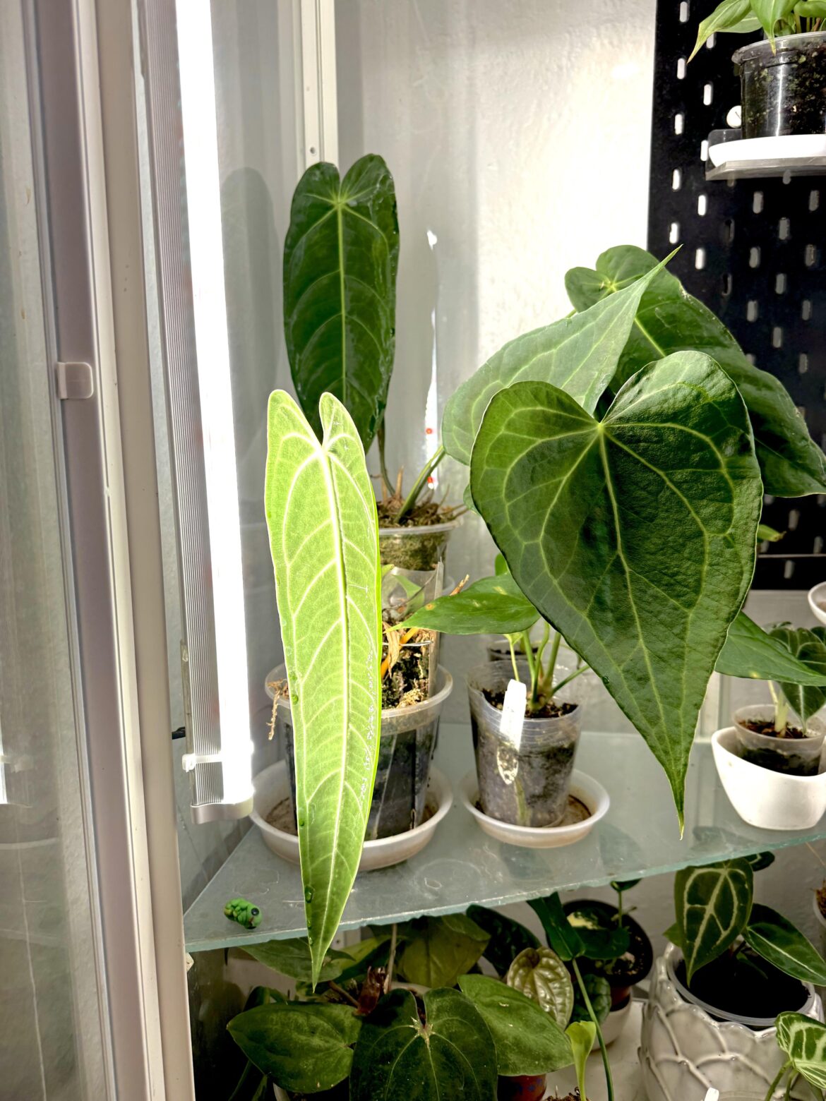 Some winter leaves to make gray days brighter