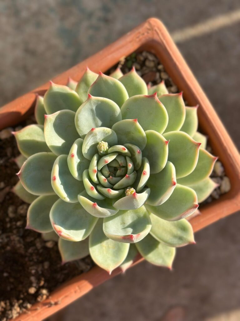 A one year difference in one of my favorite echeverias