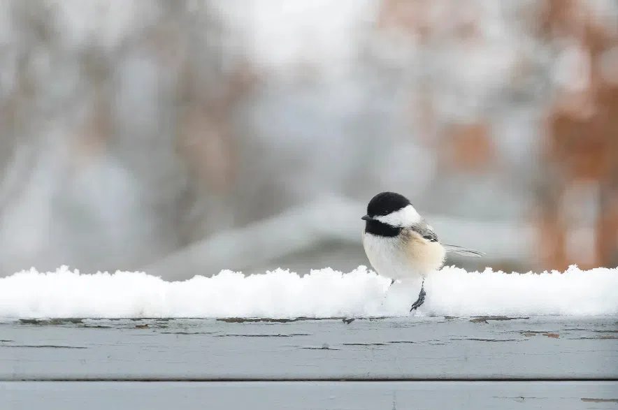 Garden Talk: How to attract birds to your yard in winter Black-capped chickadee.