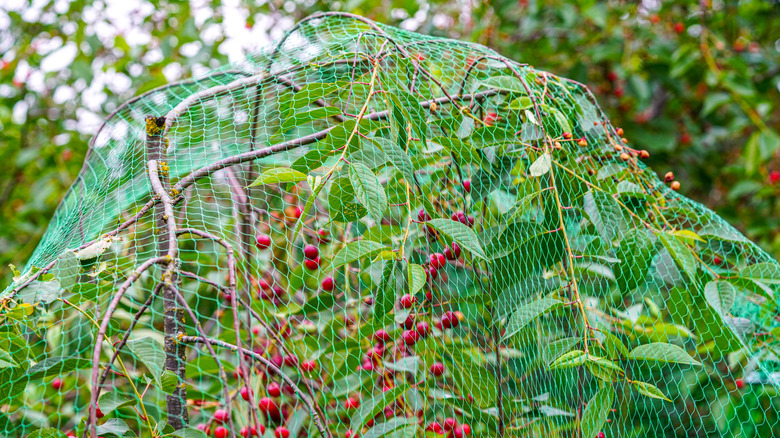 netting over ripe cherries