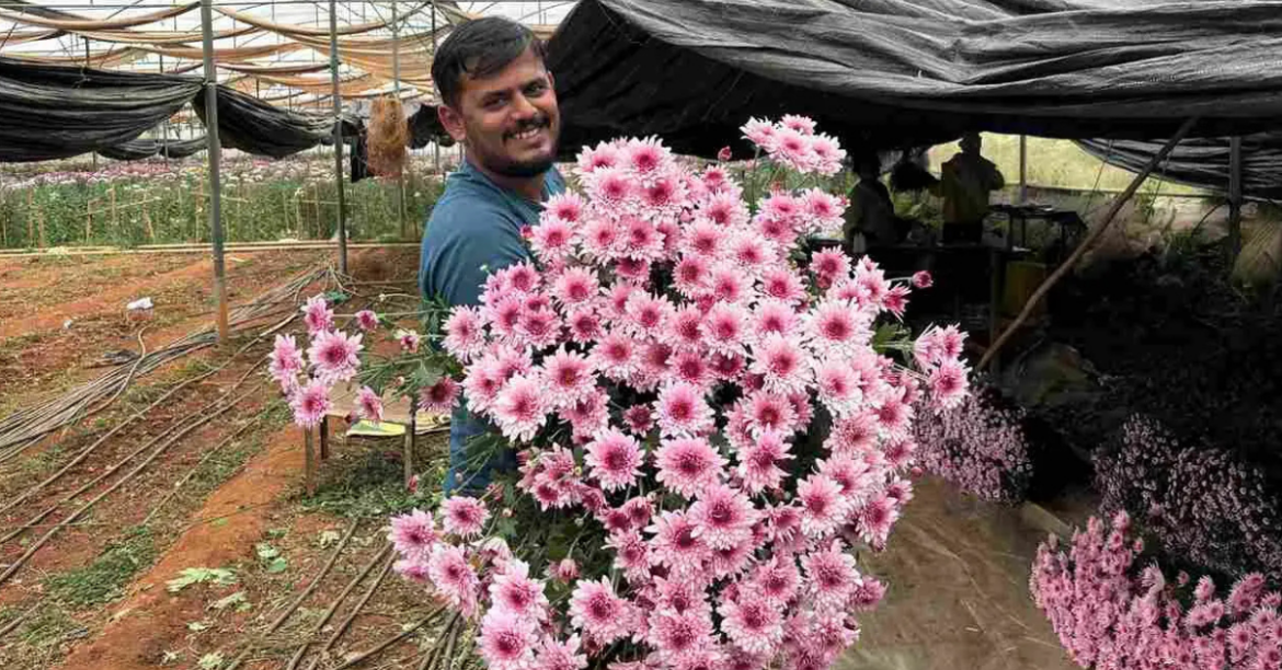 A Bengaluru Floriculturist Shares Chrysanthemum Growing Tips That Earn Him Rs 7 Lakh a Month A Bengaluru Floriculturist Shares Chrysanthemum Growing Tips That Earn Him Rs 7 Lakh a Month