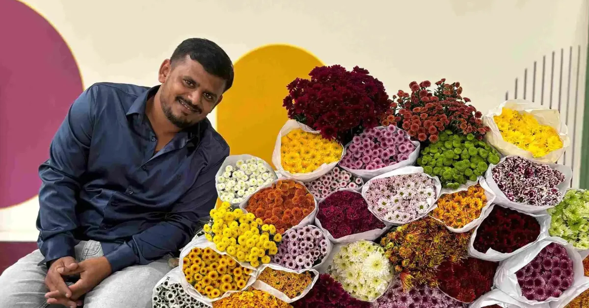 Chrysanthemum growing tips