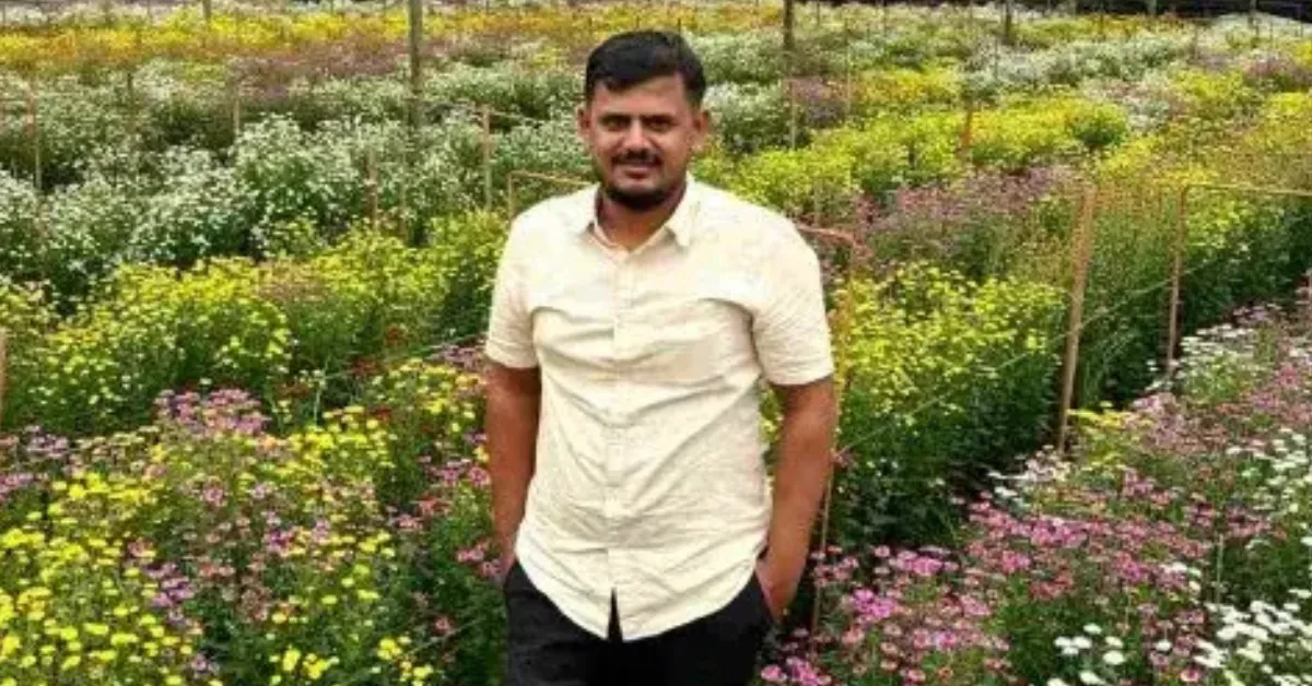 Chrysanthemum growing tips