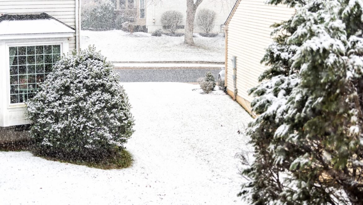 One gardener shared photos of chrysanthemums thriving in the snow, prompting others to rethink resilient gardening.
