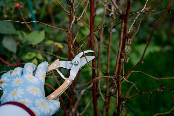 Closeup of hands in gloves cutting old dry branches with pruners in the orchard. Preparing plants for winter.
