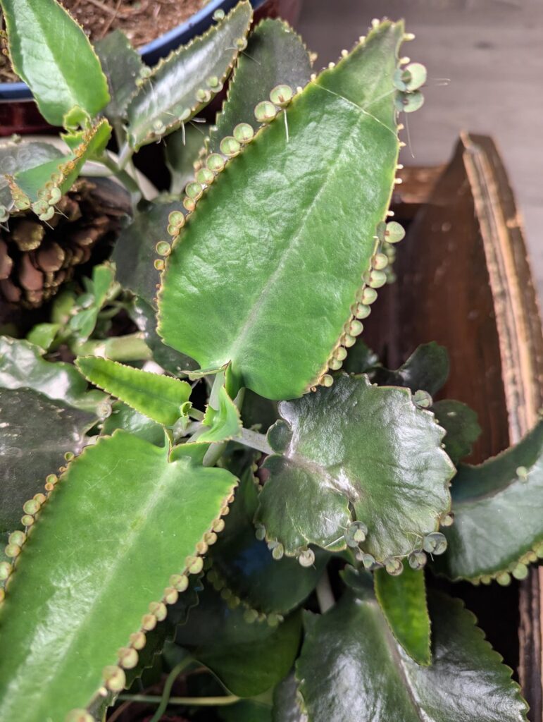 My mom has had this plant for years and doesn’t remember it ever doing this, I’ve been taking care of it at my place for a few months under some strong grow lights, just curious is that how it propagates instead of seeds? Don’t think I’ve seen this before, looks like roots coming out. My mom has had this plant for years and doesn't remember it ever doing this, I've been taking care of it at my place for a few months under some strong grow lights, just curious is that how it propagates instead of seeds? Don't think I've seen this before, looks like roots coming out.