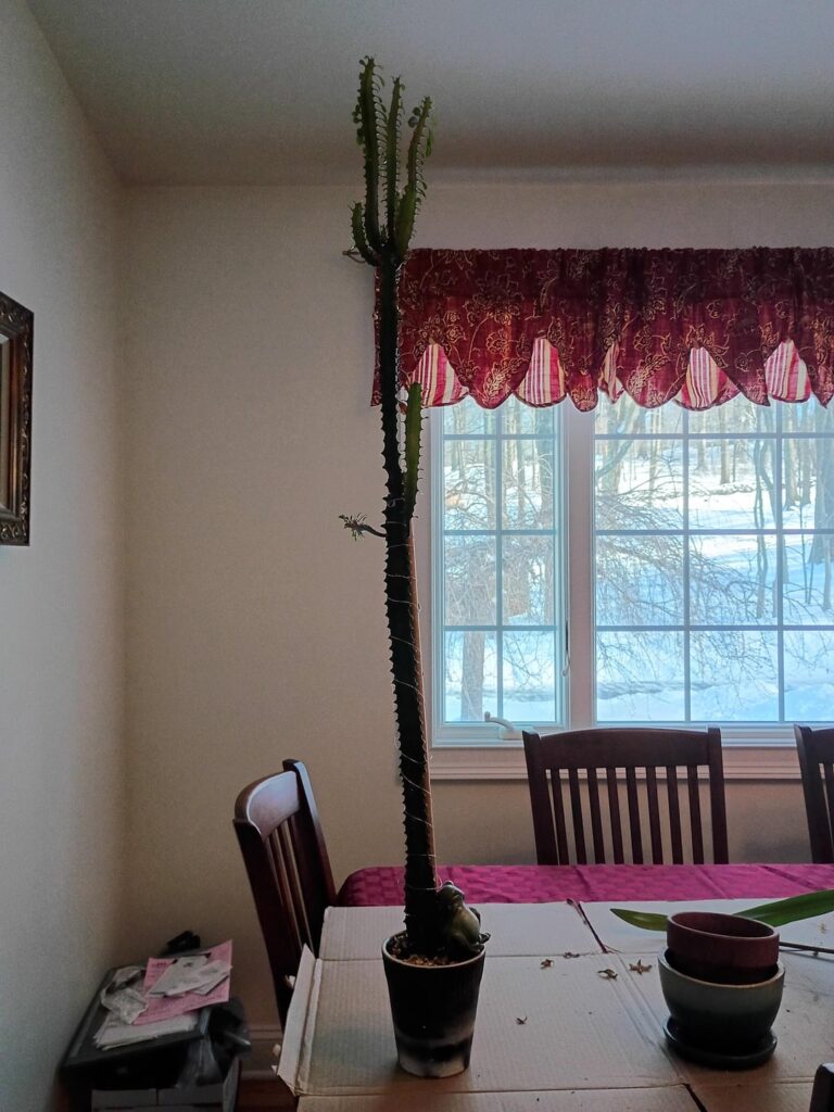 What do I do with this beast?
