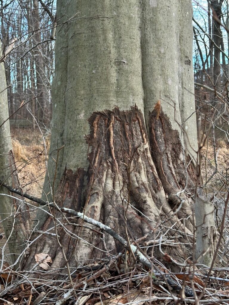 what is happening to this beech tree