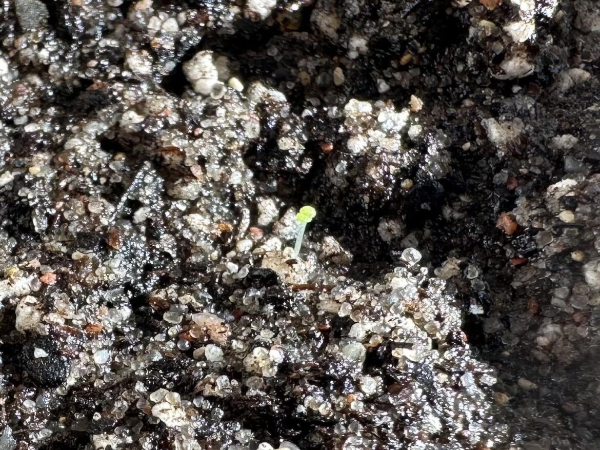 We have a Sprout!