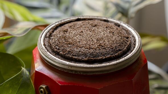 Coffee grounds as organic fertilizer