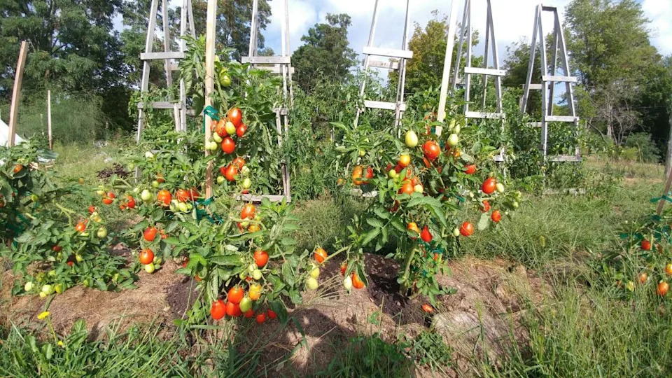 supporting tomatoes with stakes or cages