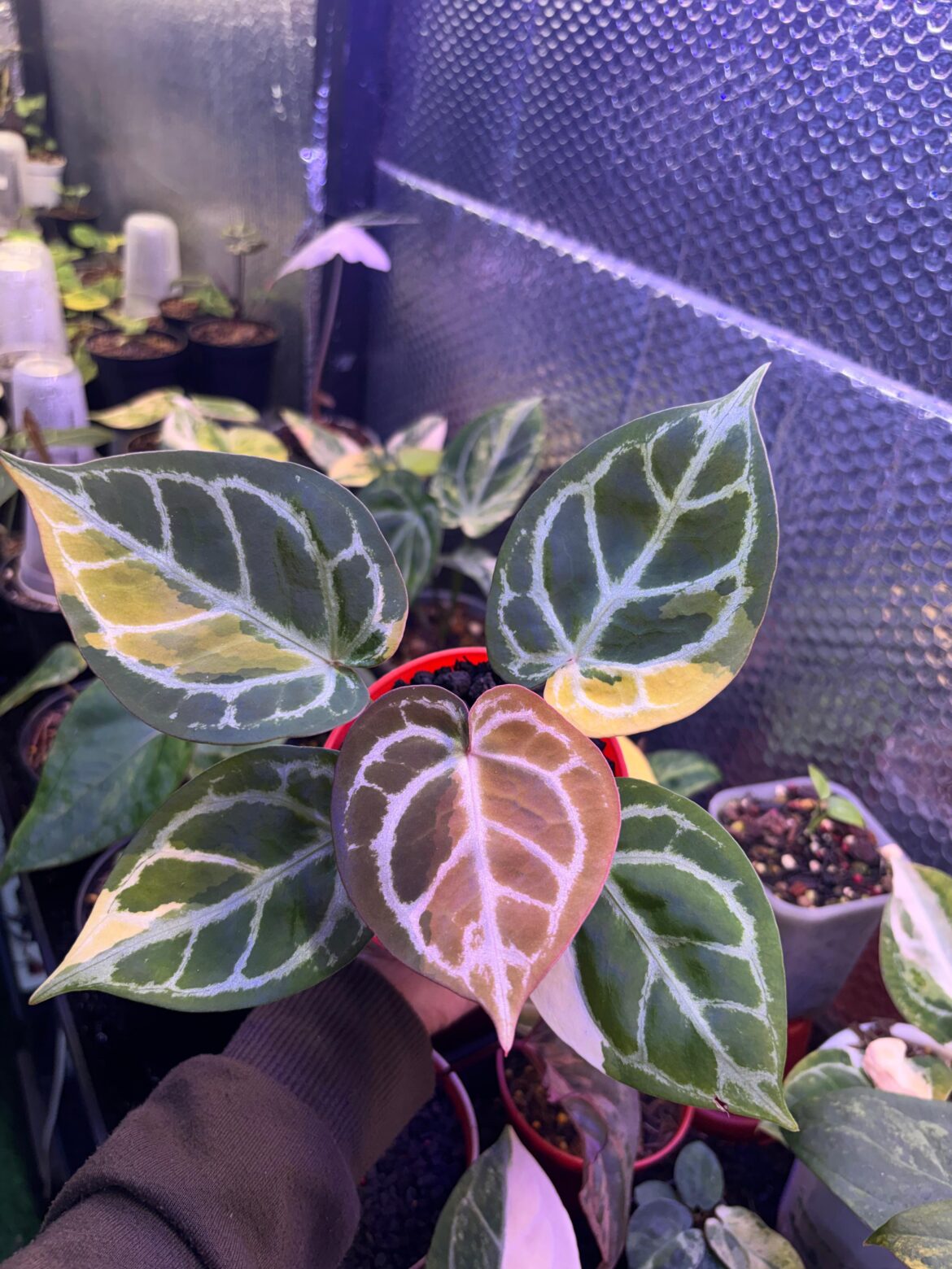 Anthurium Red Space.