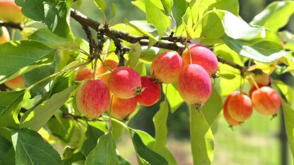 crab apple crabapple