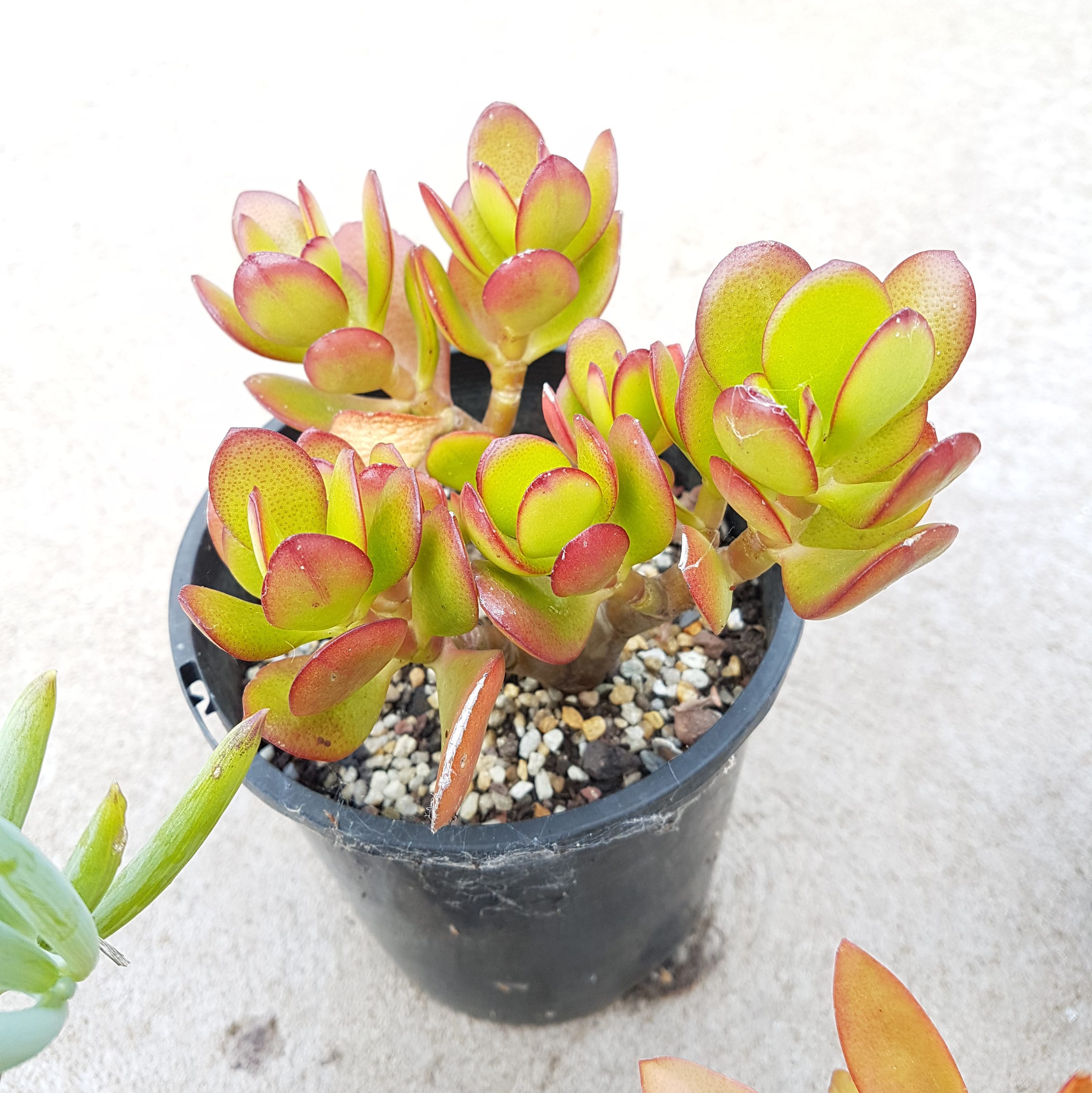 crassula ovata or also known as jade plant, lucky plant, money plant or money tree,