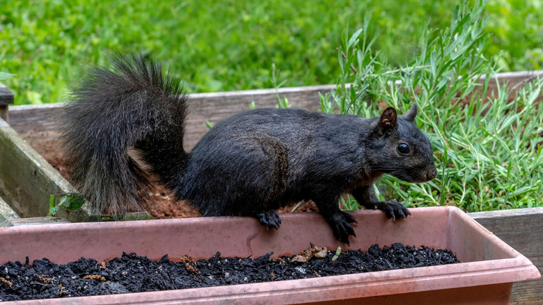 black squirrel sitting at the edge of a gaden bed