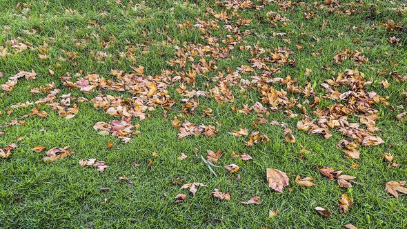 Crisp, brown winter leaves on lawn Crisp, brown winter leaves on lawn