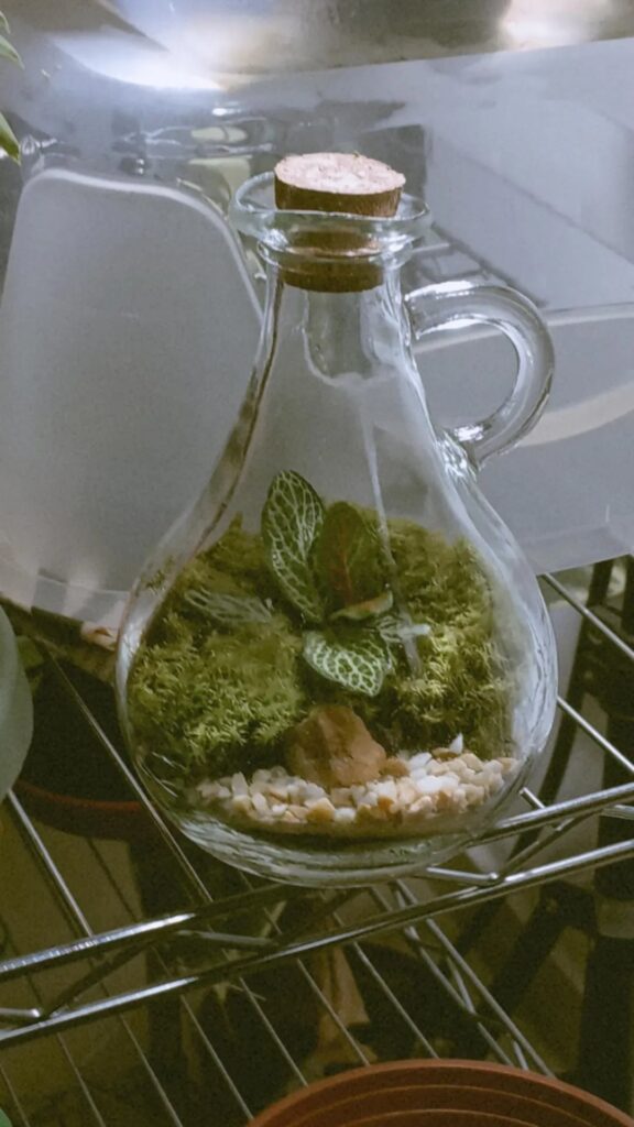 first (and second already) terrarium of 2026