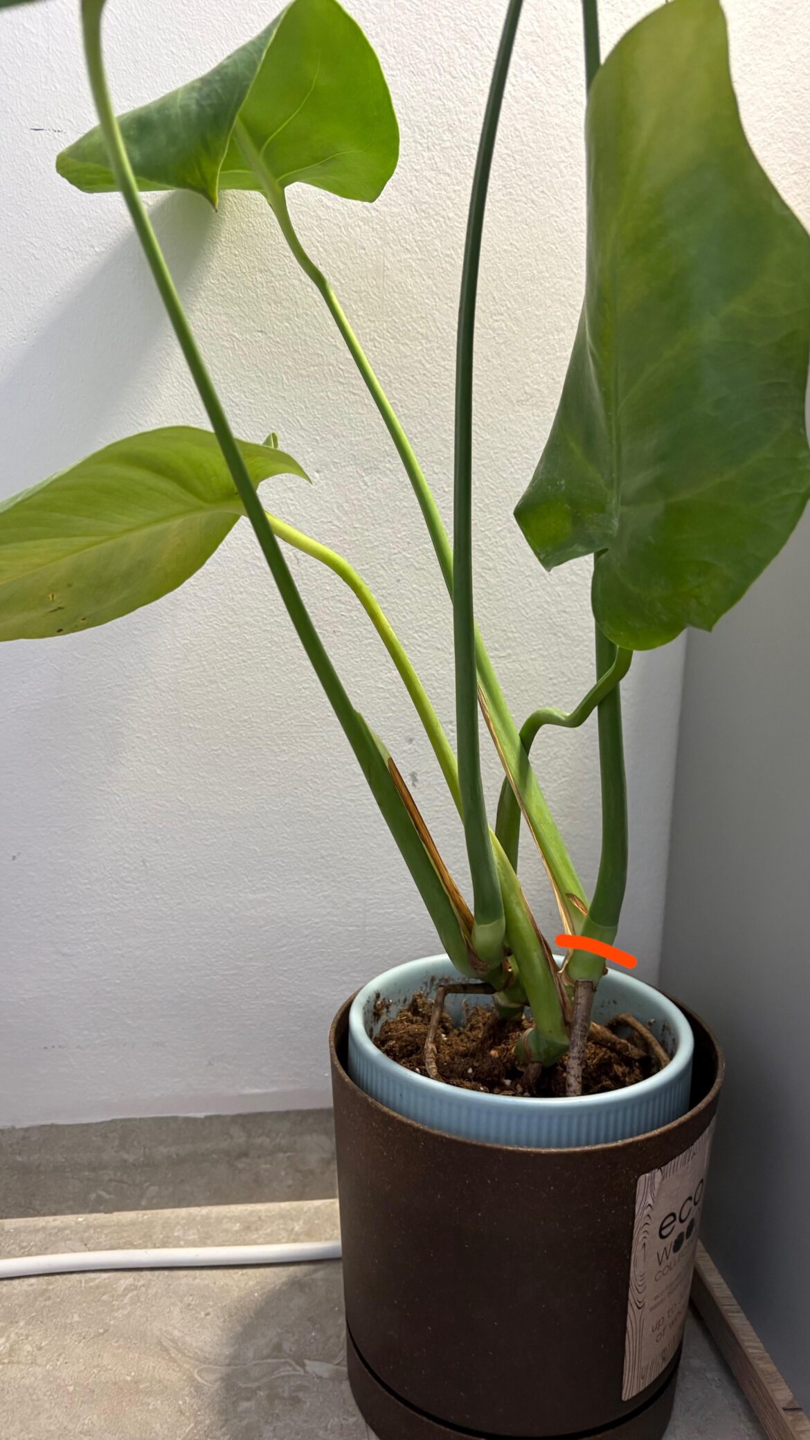 If I cut it here can it be propagated? And what would be better fir the propagation- Leca or plain water?