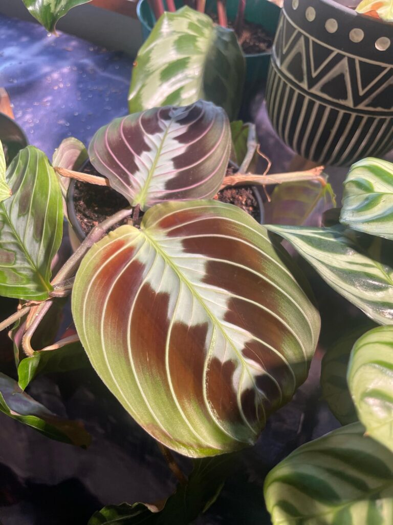Black Maranta New Leaf/ Fishbone flower update