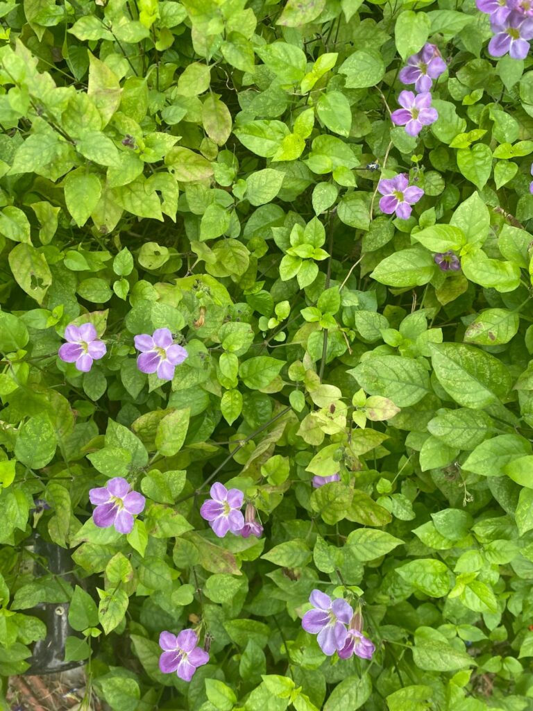 Violets, but not true violets