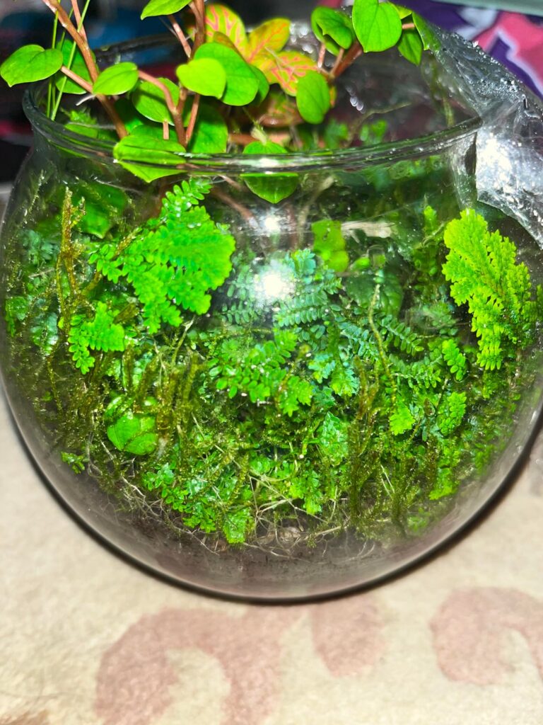 Showing off my moss collection