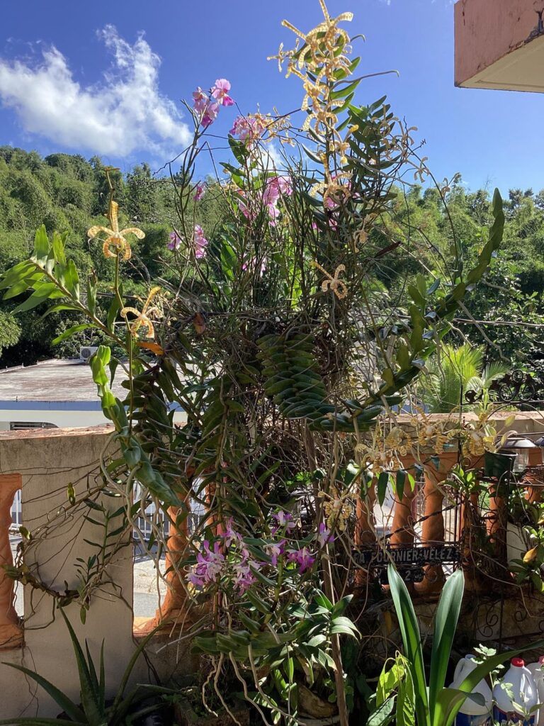 My grandma’s orchids