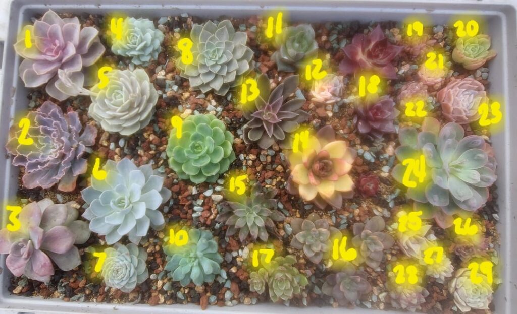 Please help me identify these echeveria