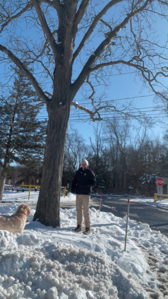 Environmental stress factors driving parking lot tree decline Environmental stress factors driving parking lot tree decline