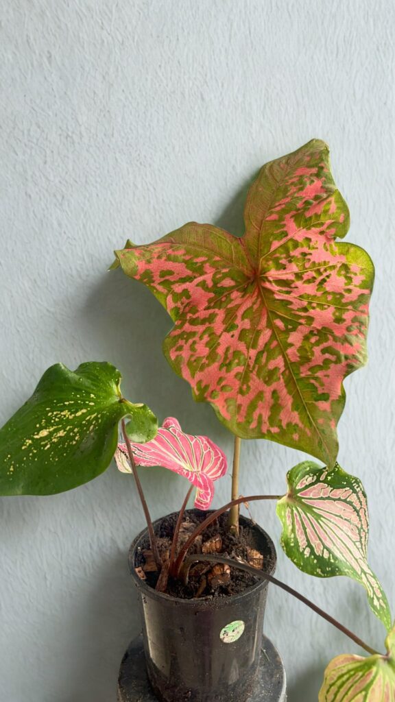 2-in-1 pot caladiums