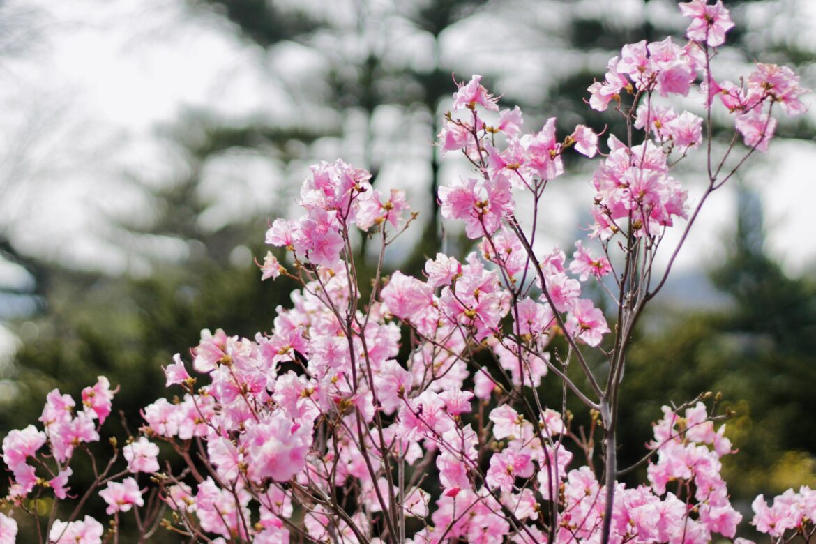 I cannot wait for spring 🌸🌸🌸