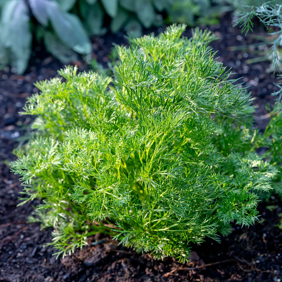 Green Dream Parsley