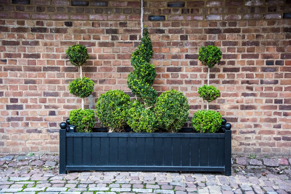 Topiary Trees In Black Wooden Planter how to care for boxwood