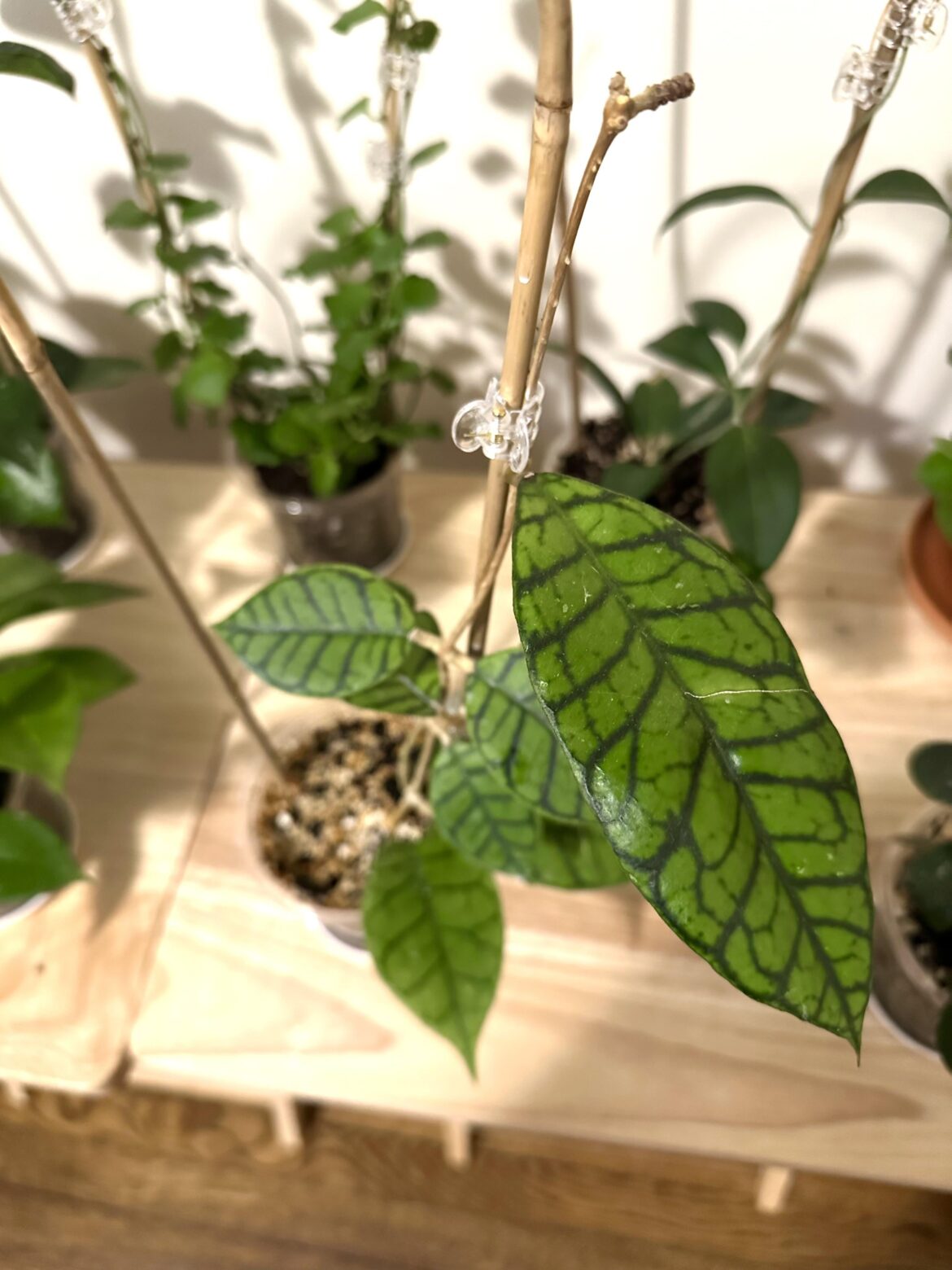 the upsizing on the newest leaf on my callistophylla kalimantan ut-158 👀
