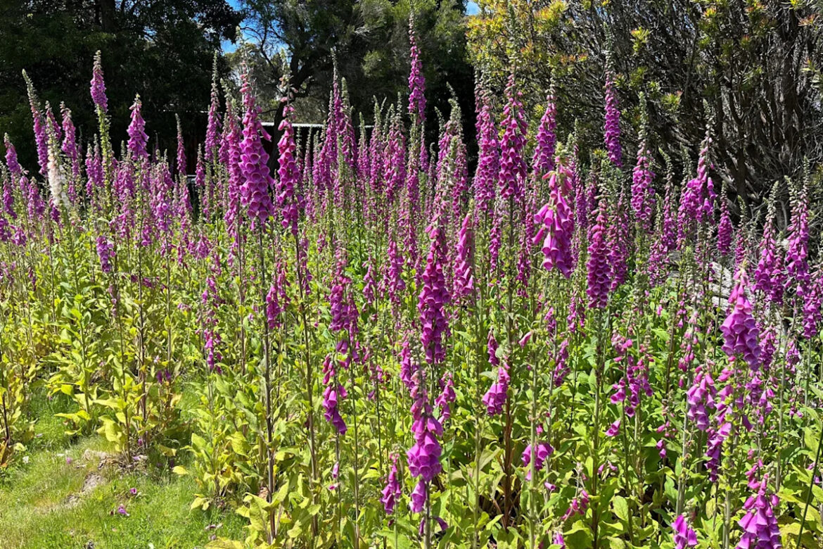 Aussies warned over danger lurking behind common garden plant’s ‘pretty’ flowers Aussies warned over danger lurking behind common garden plant's 'pretty' flowers
